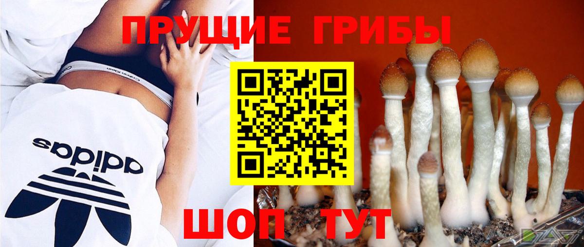 Галлюциногенные грибы GOLDEN TEACHER Верхняя Пышма